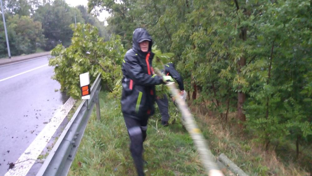 &Uacute;klid vyvr&aacute;cen&yacute;ch stromů